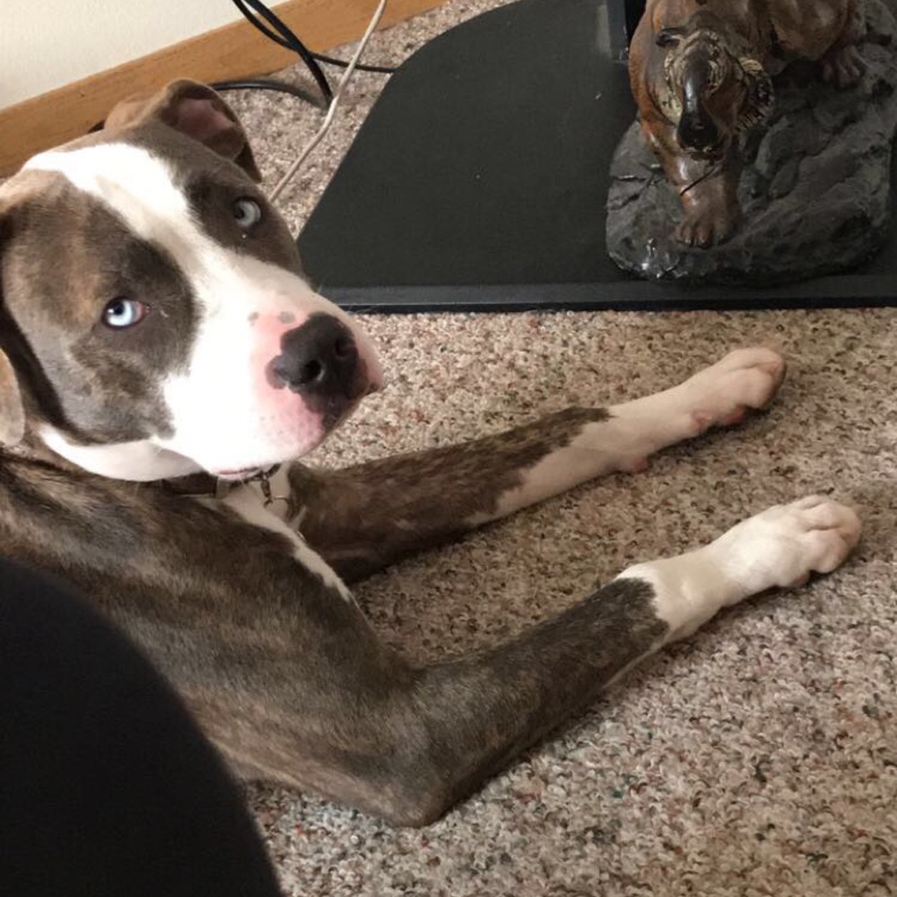 Meet your Posher, Denzel